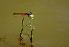 Chlorocypha victoriae
