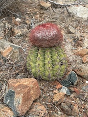 Melocactus curvispinus