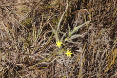 Hypoxis villosa