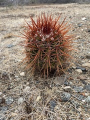 Melocactus