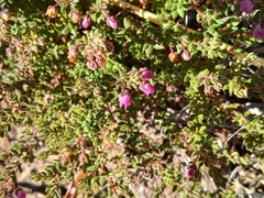 Erica planifolia