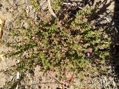 Erica planifolia