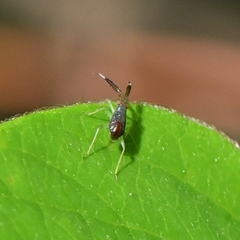 Heterotoma planicornis