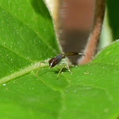 Heterotoma planicornis