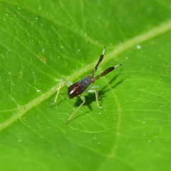 Heterotoma planicornis