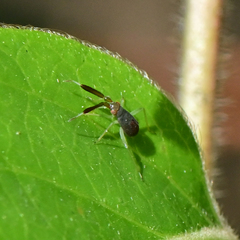 Heterotoma planicornis