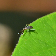 Heterotoma planicornis