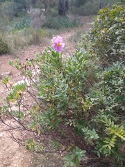Cistus albidus