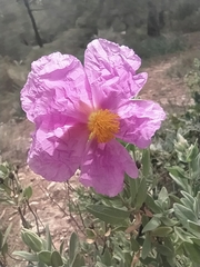 Cistus albidus