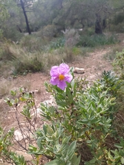 Cistus albidus