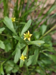 Ranunculus micranthus