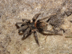 Plesiopelma longisternale