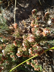 Erica distorta