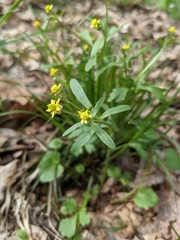 Ranunculus micranthus