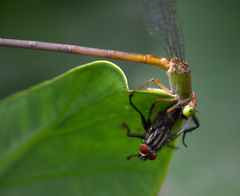 Ceriagrion coromandelianum