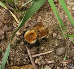 Bombus