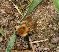Bombus