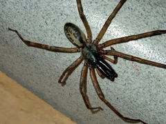 Megalostrata