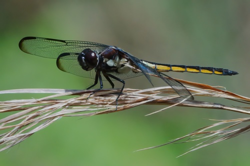 Bar-winged Skimmer photo 3
