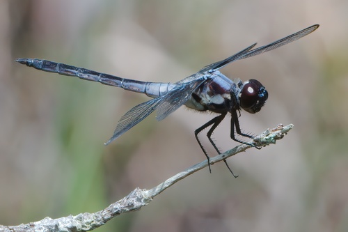 Bar-winged Skimmer photo 6