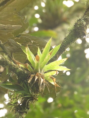 Tillandsia biflora