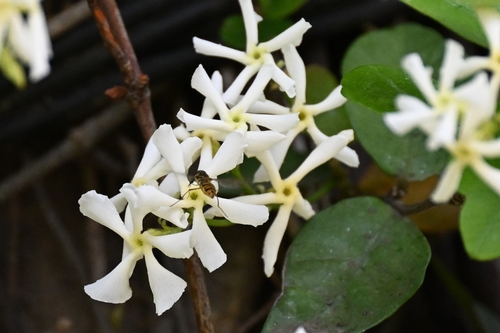 Trachelospermum jasminoides