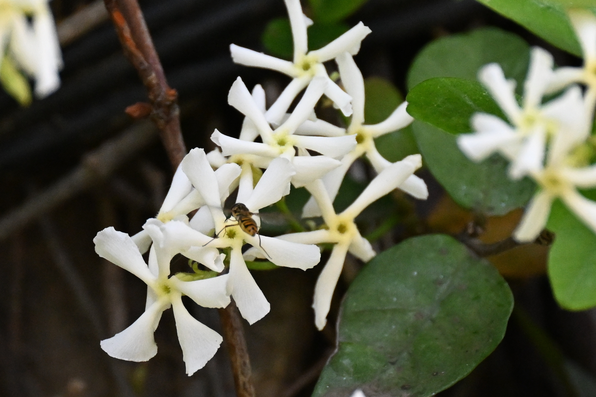Jazmín Estrella (Trachelospermum jasminoides) · NaturaLista Colombia
