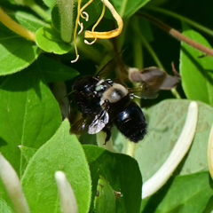 Xylocopa tabaniformis orpifex