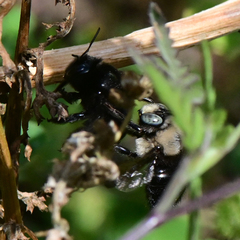 Xylocopa tabaniformis orpifex