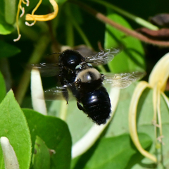 Xylocopa tabaniformis orpifex