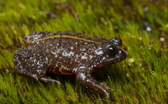 Poyntonia paludicola
