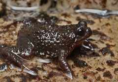 Poyntonia paludicola