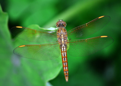 Brachythemis contaminata