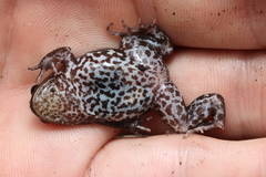 Poyntonia paludicola