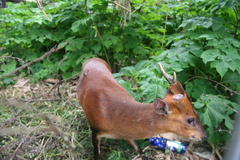 Muntiacus muntjak