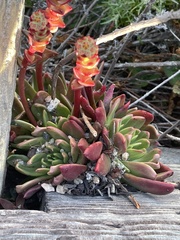 Dudleya caespitosa