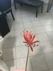 Lycoris radiata