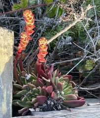 Dudleya caespitosa