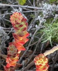 Dudleya caespitosa