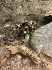 Brachypelma