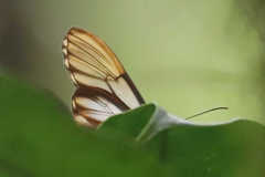 Greta alphesiboea