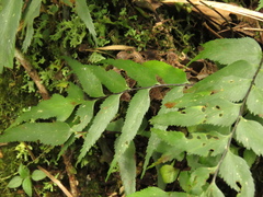 Asplenium serra
