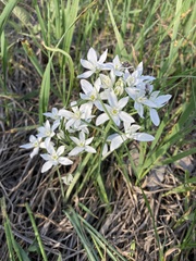 Ornithogalum orthophyllum