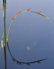 Brachythemis contaminata