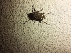 Marshallius leucostictus