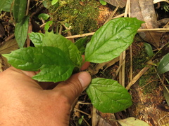 Viburnum lasiophyllum
