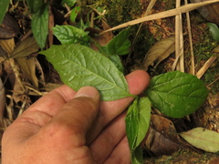 Viburnum lasiophyllum