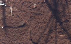 Poyntonia paludicola