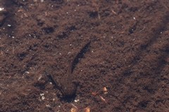 Poyntonia paludicola