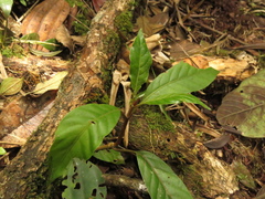 Cinchona lancifolia